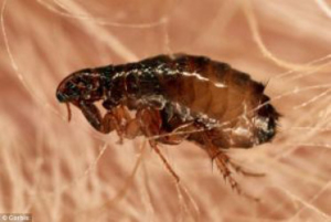 flea exterminator