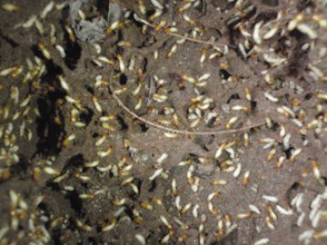 termite control specialists of los angeles