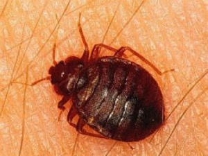 bed bug control los angeles