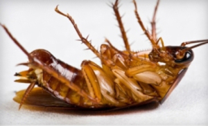 cockroach control los angeles