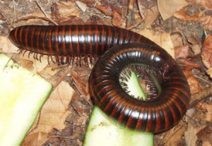 millipede control los angeles
